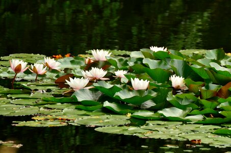 Water lake rose blossom