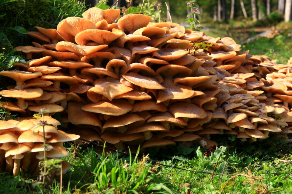 Natural fungus fungi