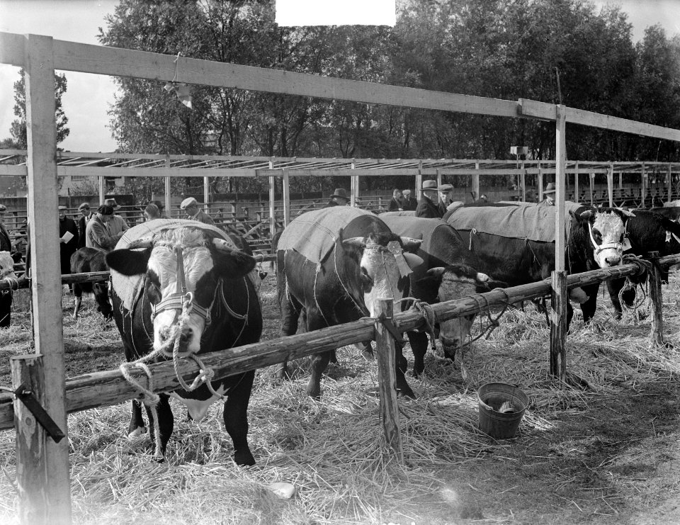 Vebo 1950 in Leiden Veetentoonstelling, Bestanddeelnr 904-1988