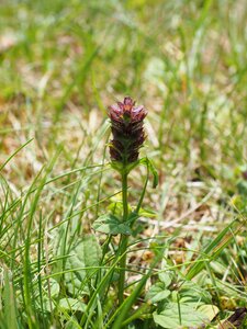 Pointed flower grassland plants small brunelle