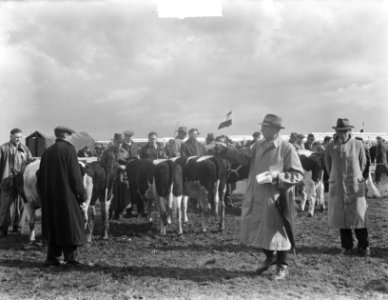 Vebo 1950 in Leiden Veetentoonstelling, Bestanddeelnr 904-1991