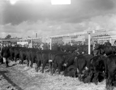 Vebo 1950 in Leiden Veetentoonstelling, Bestanddeelnr 904-1989