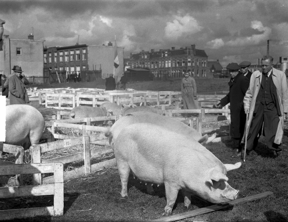 Vebo 1950 in Leiden Veetentoonstelling, Bestanddeelnr 904-1993