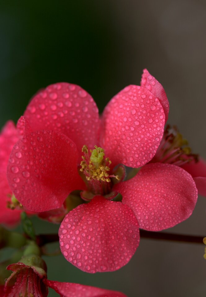 Petals spring drops