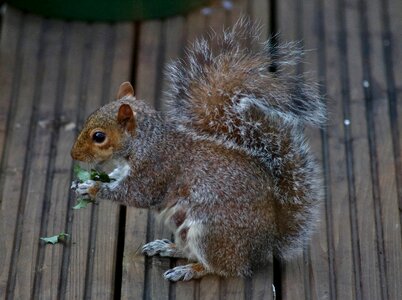 Nature animal rodent photo