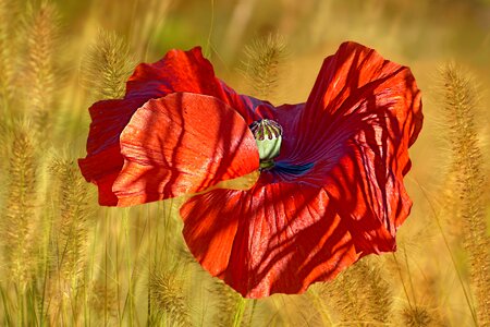 Klatschmohn poppy flower papaver rhoeas photo