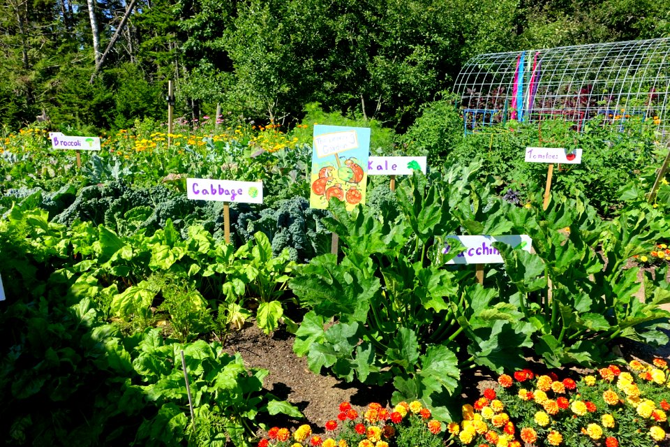 Vegetables - Coastal Maine Botanical Gardens - DSC03270