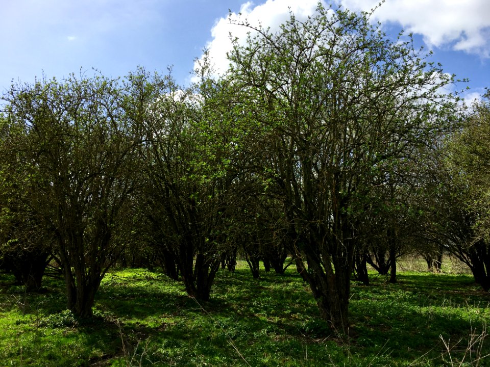Vegetatie uit de klasse van de doornstruwelen (Rhamno-Prunetea)