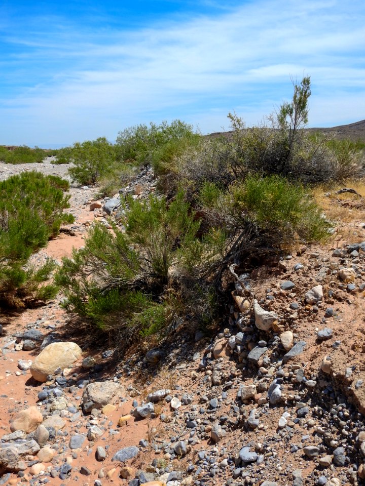 Vegetation on the bank of a dry desert wash