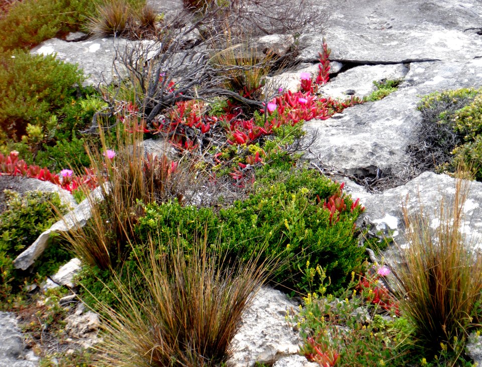 Vegetation on Kangaroo Island South Australia