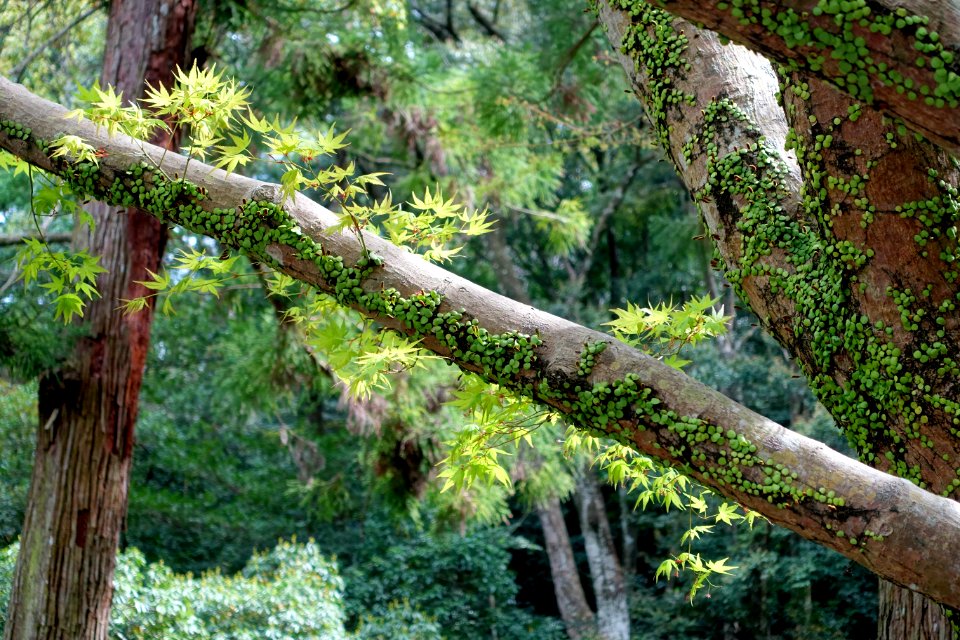 Vegetation - Geku, Ise Shrine - Ise, Mie, Japan - DSC07810