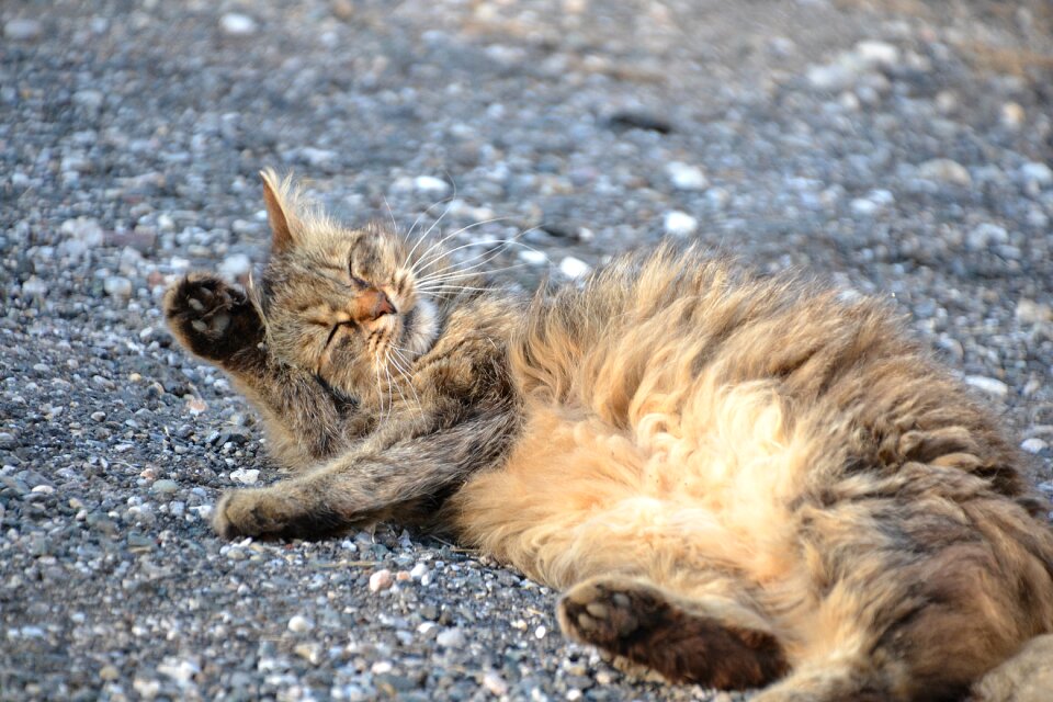 Cat wash sweet animal