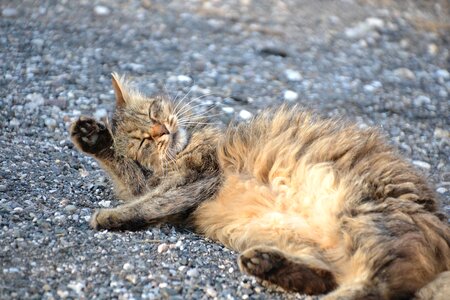 Cat wash sweet animal