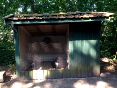 Veenpark Aole Compas kippenren - 1 (met kippen)