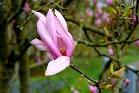 Pink tree spring photo