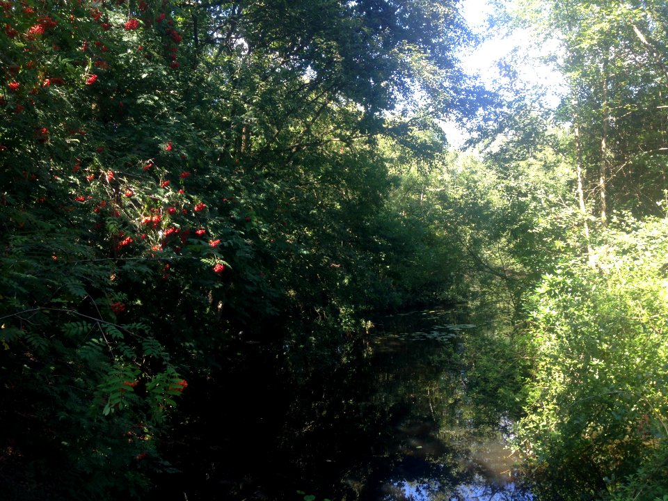Veenpark natuur - 6