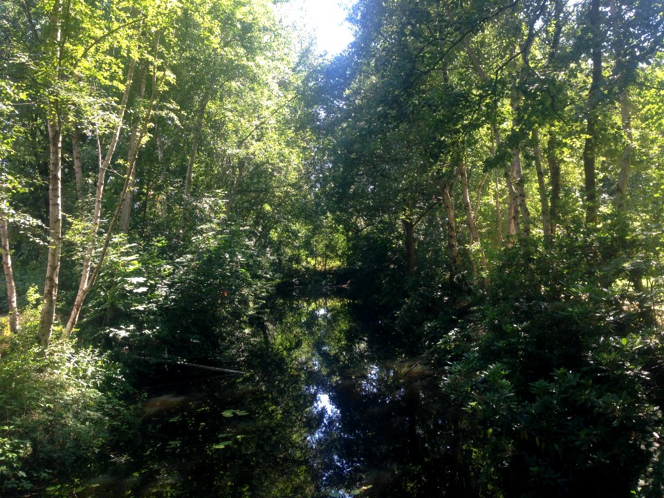 Veenpark natuur - 5