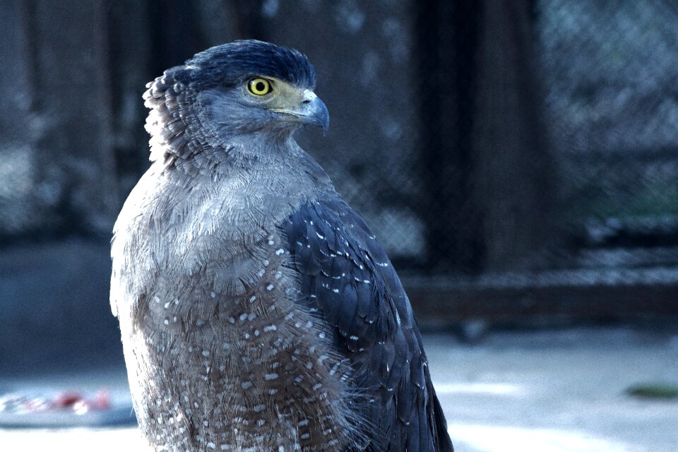 Bird prey hunter