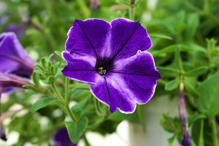 Bloom plant blue