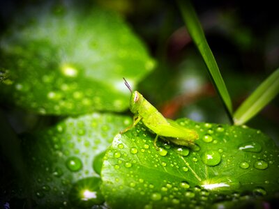 Drop background natural