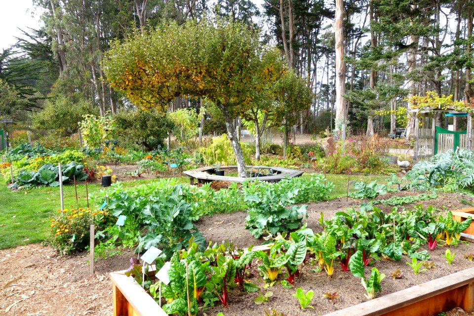 Vegetable garden - Mendocino Coast Botanical Gardens - DSC02172
