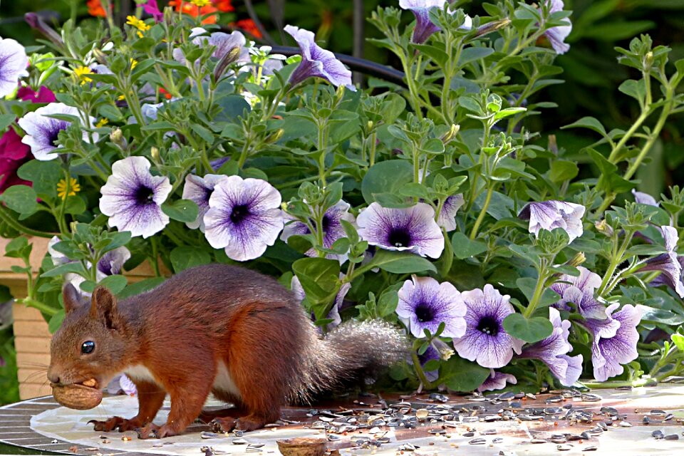 Sciurus vulgaris major foraging garden