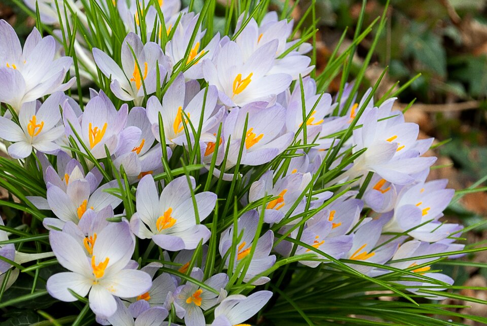 Nature spring bloom