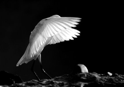 Veil of an egret in bnw