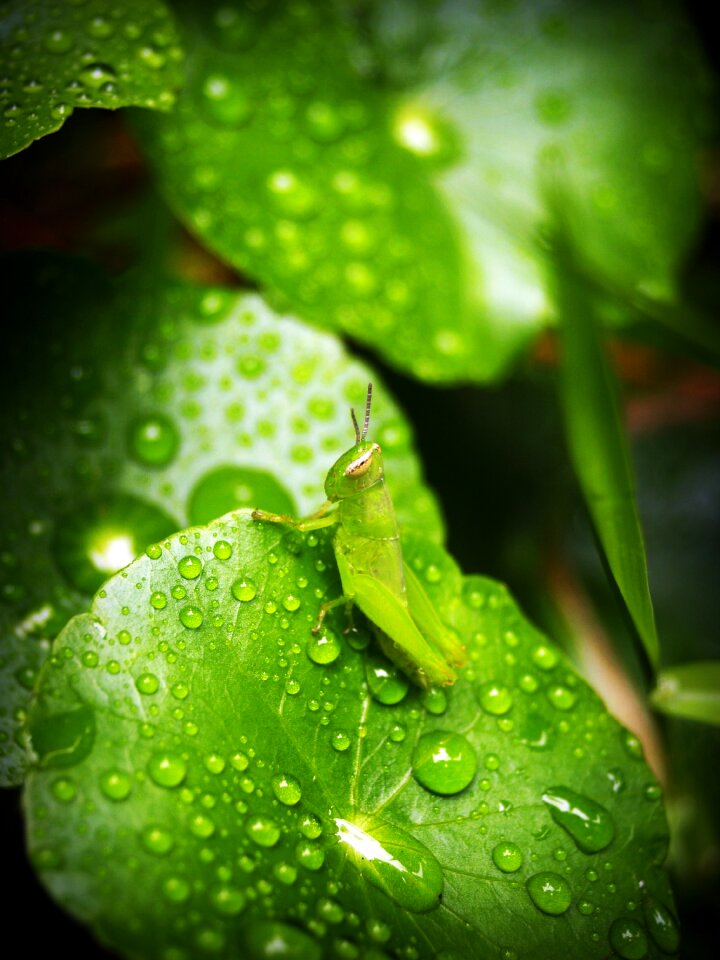 Drop background natural