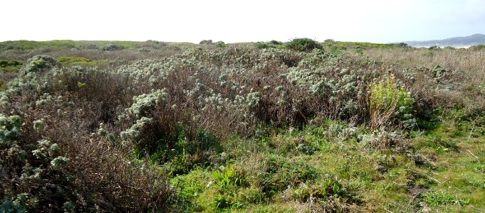 Vegetation near Pacific Ocean