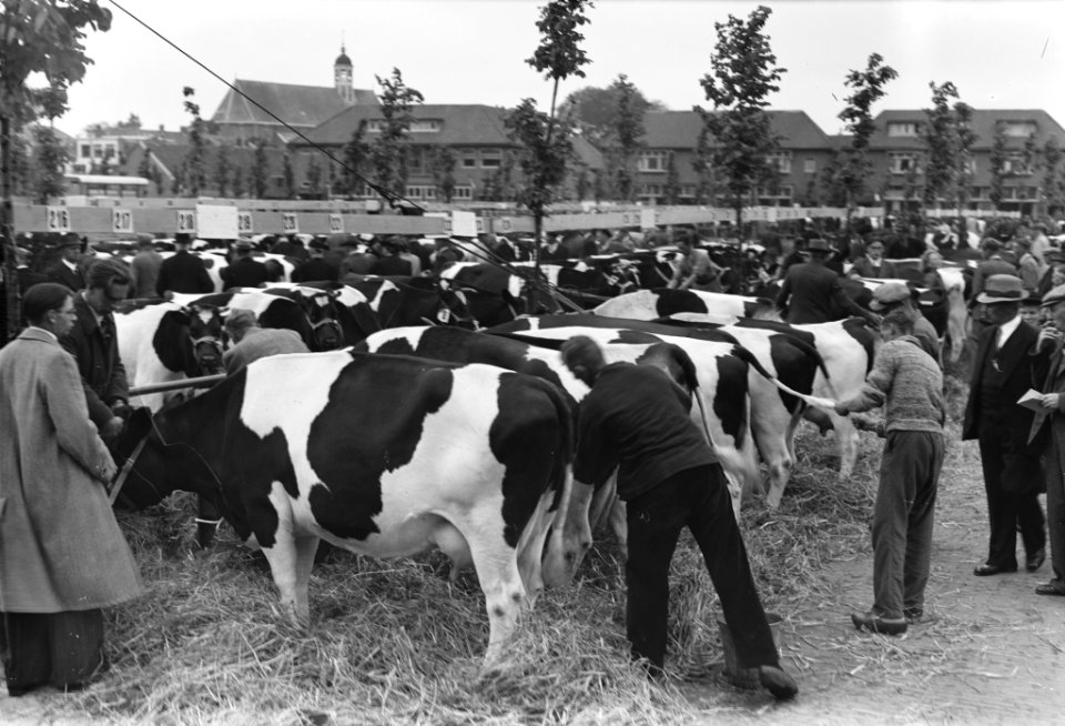 Veetentoonstelling te Sneek, Bestanddeelnr 902-7598