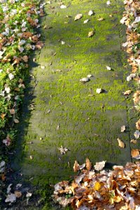 Vegetable text - Dom- und Magnifriedhof - Braunschweig, Germany - DSC04260