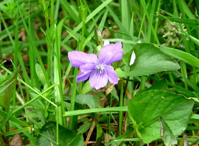 Veilchen Kohlbruck