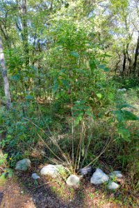 Verbesina virginica - Zilker Botanical Garden - Austin, Texas - DSC09013