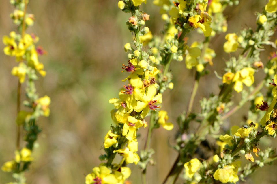 Verbascum nigrum flowers