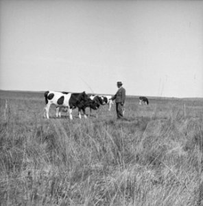 Veeteelt, mannen, koeien, Bestanddeelnr 251-3266