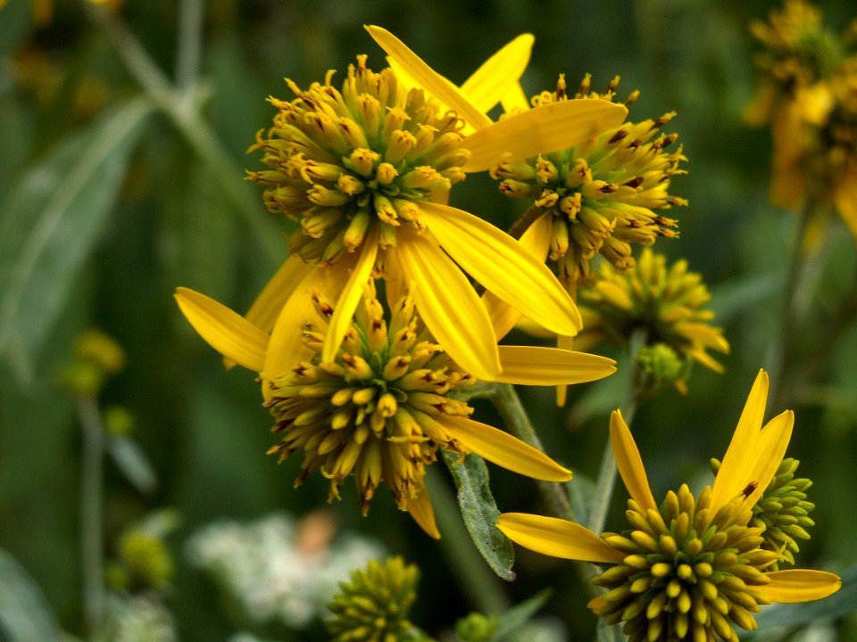 Verbesina alternifolia, 2015-09-04, Mount Lebanon, 03