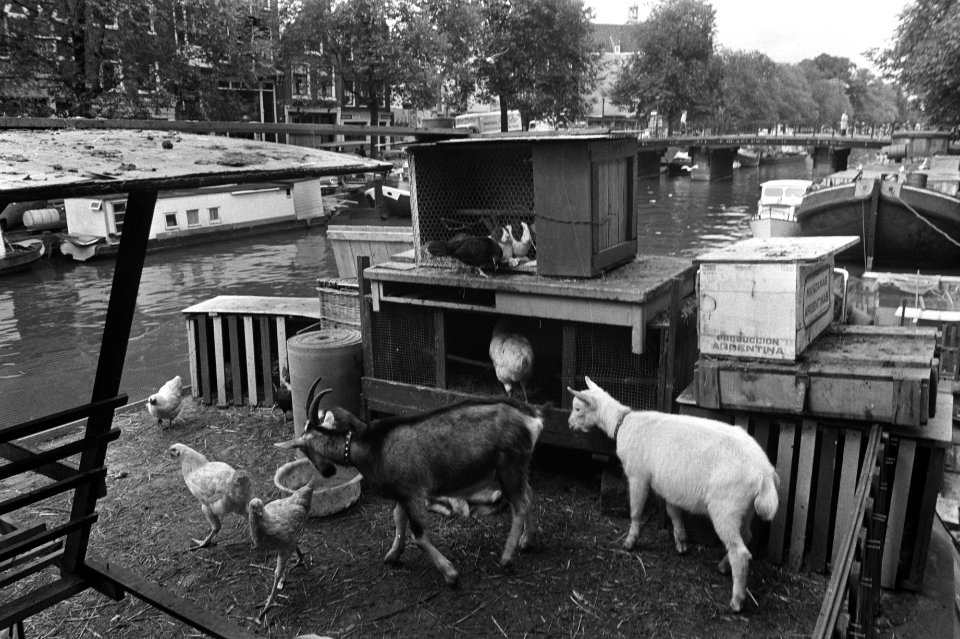 Veestapel op woonboot in Prinsengracht Amsterdam, dieren op de boot, Bestanddeelnr 924-8119