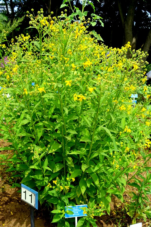 Verbesina alternifolia - Urban Greening Botanical Garden - Kiba Park - Koto, Tokyo, Japan - DSC05382