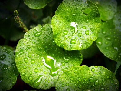 Drop background natural