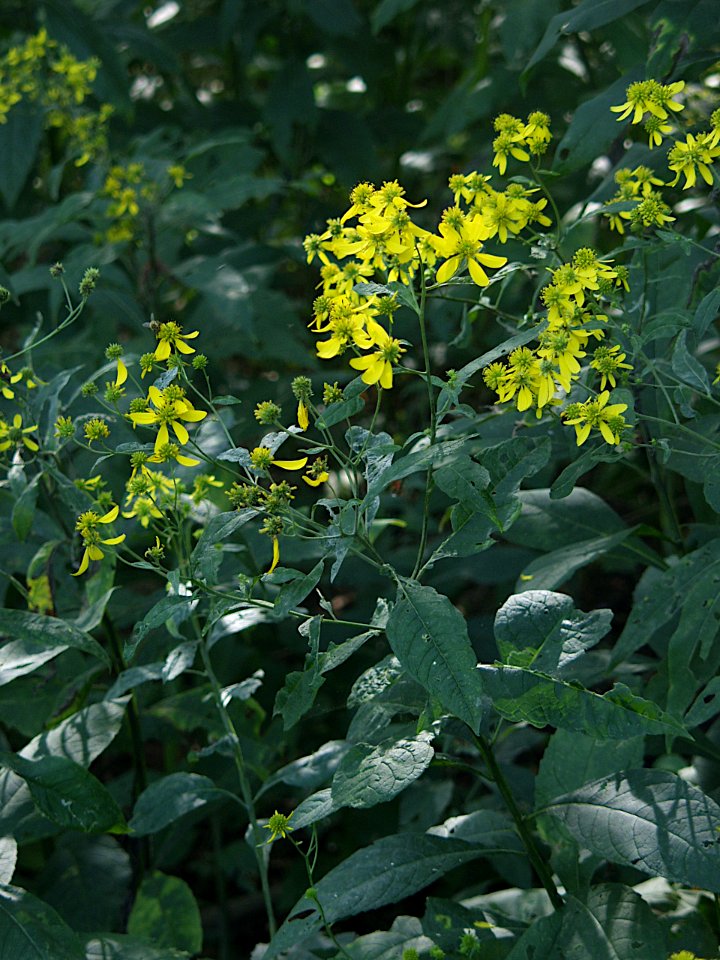 Verbesina alternifolia, 2020-09-09, Kane Woods Nature Area, 03