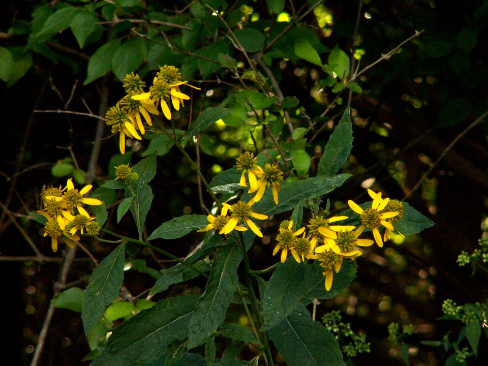 Verbesina alternifolia, 2015-09-04, Mount Lebanon, 02