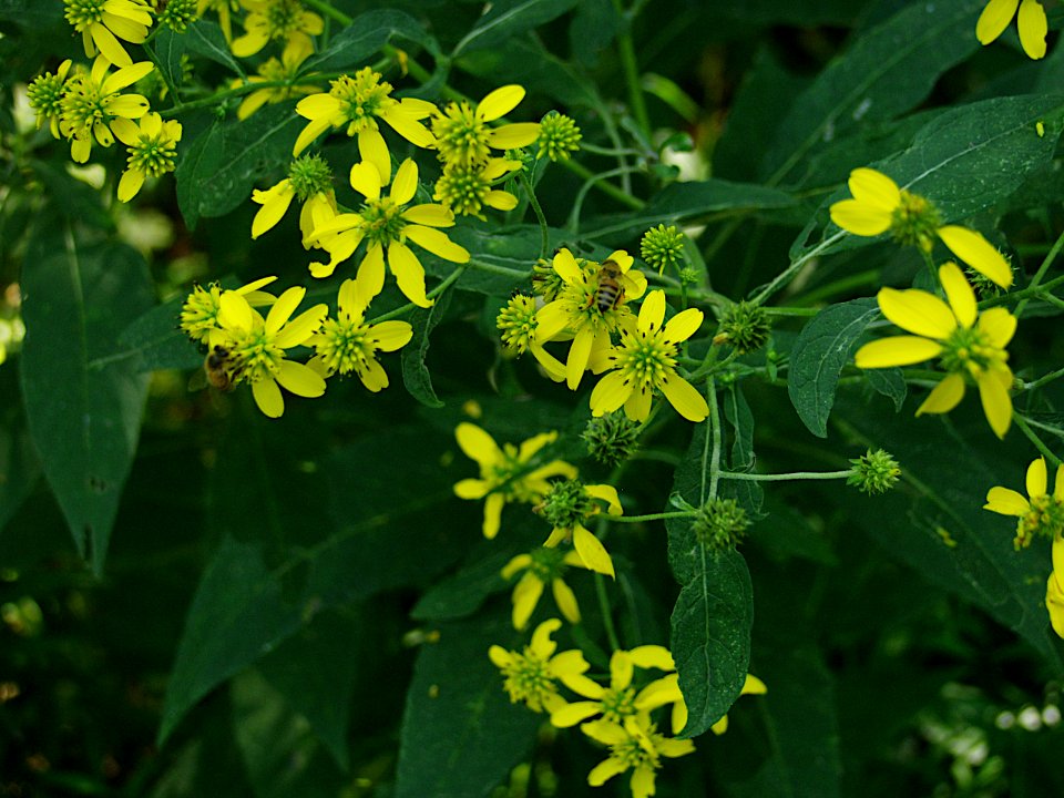 Verbesina alternifolia, 2020-09-09, Kane Woods Nature Area, 02
