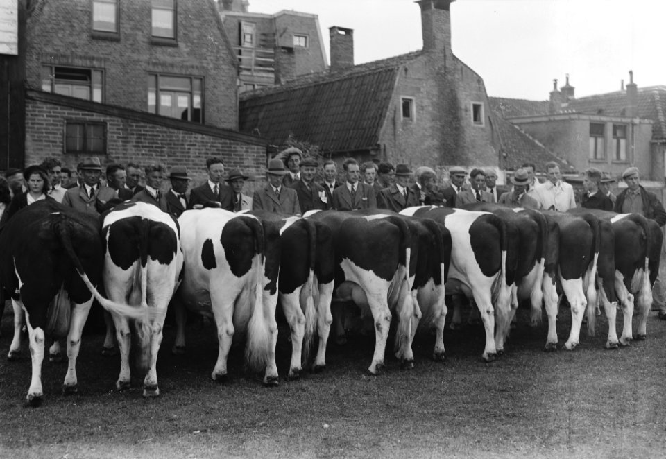 Veetentoonstelling te Sneek, Bestanddeelnr 902-7597