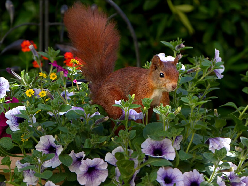 Sciurus vulgaris major foraging garden