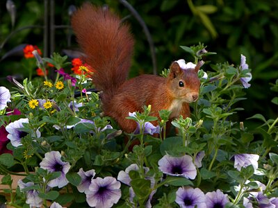 Sciurus vulgaris major foraging garden