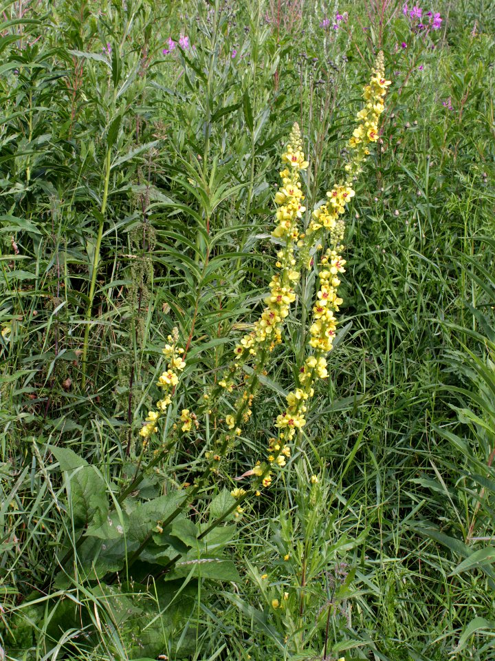 Verbascum nigrum Oulu, Finland 13.07.2013