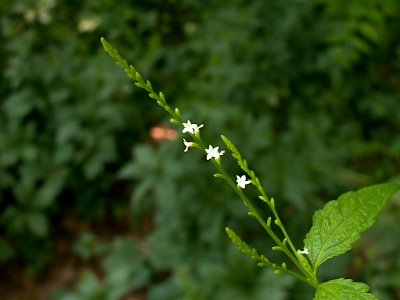 Verbena urticifolia, 2021-07-05, Bird Park, 02
