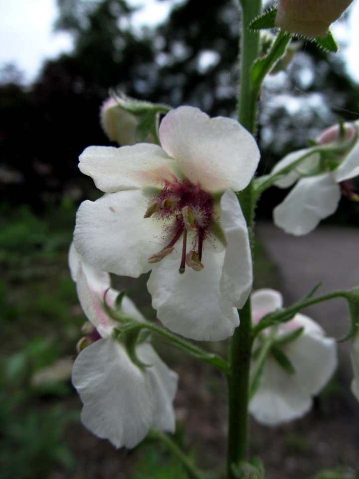Verbascum blattaria, 2021-06-11, Banksville, 01