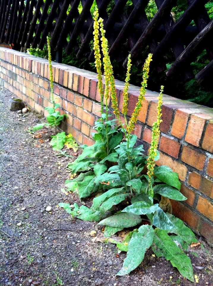 Verbascum nigrum Karow